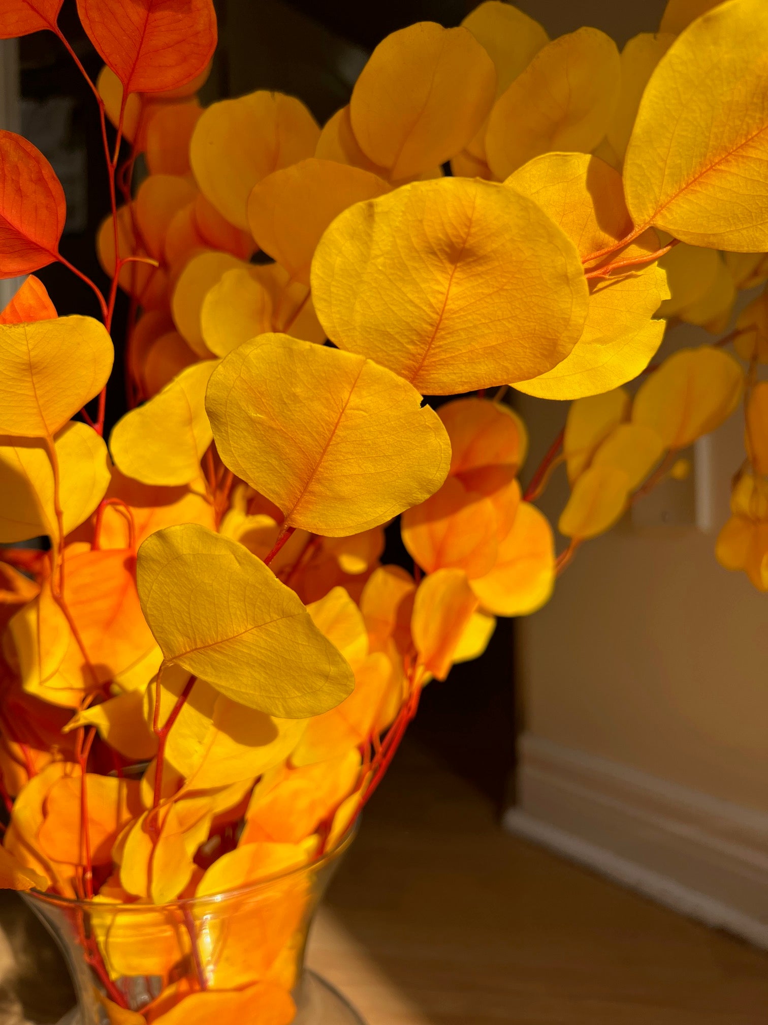 Silver Dollar Eucalyptus